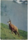 Gemse - Chamois - - (Schweiz/Suisse) - Gems - Domat/Ems