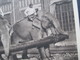 Alte AK Indische Arbeitselefanten Zur Erinnerung An Gross Raubtierschau Und Circus Willy Hagenbeck - Elephants