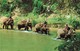 Thailande Thailand Elephant Four Elephants With Mahouts   + Timbre 2 Timbres - Thaïlande