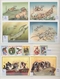 Thematik: Tiere, Fauna / Animals, Fauna: 1965/2000 (ca.), Mainly Modern Issues, Comprehensive MNH Ac - Otros & Sin Clasificación