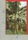 CARTOLINA VG COSTA RICA - Mata De Banano - 9 X 14 - 1986 - Costa Rica