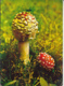 84613- MUSHROOMS - Pilze