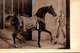 Animaux & Faune > Chevaux    /CHANTILLY   /  LOT  3033 - Chevaux