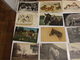 LOT D UNE COLLECTION DE 243 CARTES POSTALES ANCIENNES ET SEMI MODERNES THEMES ANIMAUX CHEVEAUX OISEAUX CHATS CHIENS - 100 - 499 Cartes