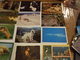 Delcampe - LOT D UNE COLLECTION DE 243 CARTES POSTALES ANCIENNES ET SEMI MODERNES THEMES ANIMAUX CHEVEAUX OISEAUX CHATS CHIENS - 100 - 499 Cartes