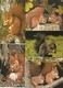 Eekhoorn / écureuil / Squirrel : --- 15 Cards. - Autres & Non Classés