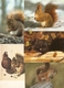 Eekhoorn / écureuil / Squirrel : --- 15 Cards. - Autres & Non Classés