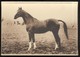 CPSM  Cluny - Haras De Cluny - Céréaliste - Pur Sang Anglais Alezan - 1931 - Non  Circulée - Cluny