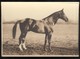 CPSM  Cluny - Haras De Cluny - Képi - Etalon Du Centre, Alezan - Type Selle - 1932 - Non  Circulée - Cluny