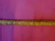 Canne Maquignon Long 77 Cm - Art Populaire