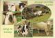 IE.- SHEEP CENTRE KELLS. RING OF KERRY. IRELAND. Ongelopen. - Autres & Non Classés