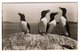 Post Card Photo Photography C.J. King St Mary Isles Of Scilly Razorbills Birds Petit Pingouin Alca Torda - Scilly Isles