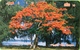 MICRONESIE  -  Carte " Tamura " - Flame Tree Saipan " Mtc 10 - Mikronesien