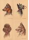 LOT  17 CP - Illustrateur H. Vincent Anglade - M. Barré & J. Dayez - Portrait Chien - Chiens - Other & Unclassified