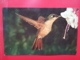 KOV 506-10 - BIRD, OISEAU, ZOO SAN DIEGO, BRAZILIAN BRONZE HUMMINGBIRD - Vögel