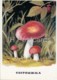 Russula - Mushrooms - Illustration - 1971 - Russia USSR - Unused - Mushrooms