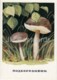 Brown Cap Boletus - Mushrooms - Illustration - 1971 - Russia USSR - Unused - Funghi