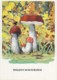 Aspen Mushroom - Mushrooms - Illustration - 1971 - Russia USSR - Unused - Champignons