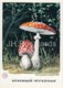 Fly Agaric - Mushrooms - Illustration - 1971 - Russia USSR - Unused - Funghi