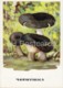Ugly Milk-cap - Lactarius Turpis - Mushrooms - Illustration - 1971 - Russia USSR - Unused - Mushrooms