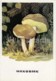 Whitey’s Bolete - Xerocomus - Mushrooms - Illustration - 1971 - Russia USSR - Unused - Funghi
