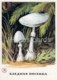 Death Cap - Amanita Phalloides - Mushrooms - Illustration - 1971 - Russia USSR - Unused - Funghi