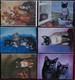 Delcampe - Album De  288 Cpm Fantaisie CHAT CHATS Illustrateurs - Katzen