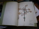 Old Herbarium Aceraceae 1927 - Altri & Non Classificati