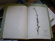 Old Herbarium Aceraceae 1927 - Sonstige & Ohne Zuordnung