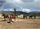 Horses And Rainbow - Paarden