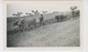 PORTUGAL - CASTELO BRANCO - Labour Avec Attelages Boeufs Dans Domaine Près De ZEBREIRA - Photo Format 11,5x7 Cm - Castelo Branco