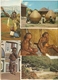 South-Africa / Zuid-Africa : ---- 20 Cards - Afrique Du Sud