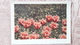 Entier Postal URSS 1961 Fleurs Tulipes - 1960-69