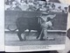 Delcampe - PROGRAMME FIESTA NACIONAL ESPANOLA  Toros Taureaux The Bul-Fight  JAIME ROSELL  Annees 1950 - Programmes