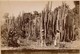 C1895 - Mexico - Alrededorès De Mexico - Plantas De Organos - Organ Cactus Trees - N° 126 - Foto A. Briquet - 2 Scans - Antiche (ante 1900)