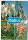 FUNCHAL, Madeira, Orchids In The Quinta Da Boa Vista, Unused Postcard [23850] - Madeira