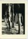 Tunisie Carthage Etude Foret Arbres Paysage Ancienne Photo Leon Lemaire 1935 - Afrique