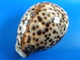 Cypraea Tigris Madagascar 73mm GEM N1 - Coquillages