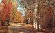GREETINGS FROM PARAMOUS-N.J.-A COUNTRI ROAD IN AUTUMN - Altri & Non Classificati