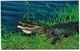 Crocodiles- Alligators,,Vintage Post Card, American Alligator, Sarasota Jungle Gardens, Florida,VF Unused  !! - Other & Unclassified