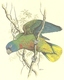 Saint Lucia 1987 - Carte Double Pages - FDC - Oiseau Bird - Perroquet Parrot - Panda - WWF - N° Mi. 909 - Perroquets & Tropicaux