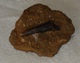 Rostre De Bélemnite (Moselle,mine De Fer) - Fossilien