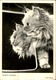 CAT POSTCARD - Gatti