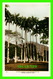 TRINIDAD - STATELY PALMS IN THE GROUNDS OF THE TRINIDAD COUNTRY CLUB - PUB, BY QUEEN'S PARK HOTEL CO LTD - - Trinidad