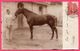 Cp Photo - St - Saint Amand Montrond - Militaire Et Sa Monture - Cheval - 1906 - Saint-Amand-Montrond