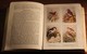 Delcampe - Rare Livre 1936 En Anglais Illustré Birds Of The Wayside And Woodland Oiseaux Avec Illustrations - 1900-1949