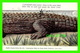 ALLIGATORS - CROCODILES - SERIES COMPLÈTE  DE 4 CARTES - HULD'S PUZZLE SERIES - TRAVEL IN 1906 - UNDIVIDED BACK - - Altri & Non Classificati