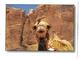 JORDNIE---JORDAN---camel At Wadi Rum---voir 2 Scans - Jordanien