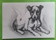 Chien Type Jack Russel Dog Et LAPIN Rabbit , Dessin De M BRUYN Ou De Bruin , Ed Uitgave A Z , Nederland - Dogs