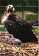 Eagle, Black Vulture, Aegypius Monachus - Oiseaux